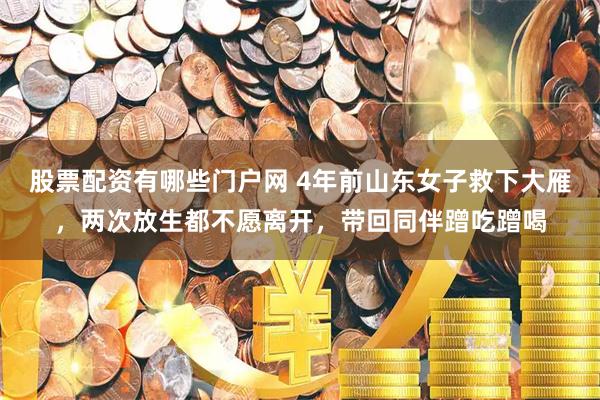 股票配资有哪些门户网 4年前山东女子救下大雁，两次放生都不愿离开，带回同伴蹭吃蹭喝